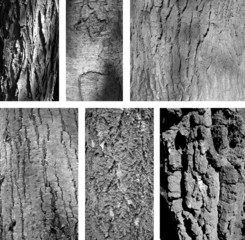 bark