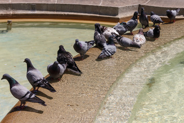 Doves group in fountain