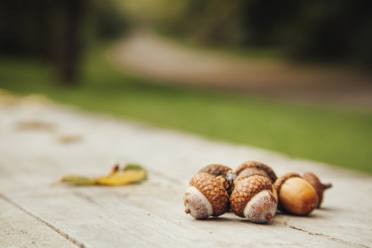 Bulgaria, Sofia, acorns on wooden bench in a park