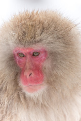 Fototapeta premium クールな表情をするおさるさん Gentle Japanese monkey
