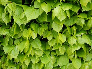 gren leaves of linden tree