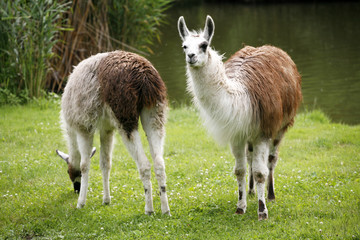 llamas graze on the river side rural scene