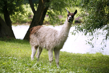 Fototapeta premium llamas graze on the river side rural scene