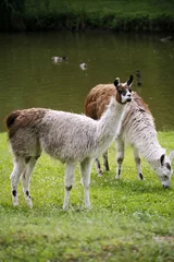Fotobehang llamas graze on the river side rural scene © acceptfoto