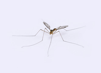 Male mosquito isolated on white