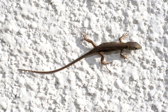 wall-lizard with rough and grain bady, isolated on white background