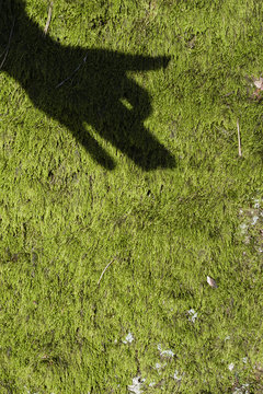 Shadow of children's hand on moss showing a dog