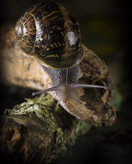 Snail sliding on a branch