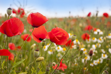 poppies and cornflowers isolated on white