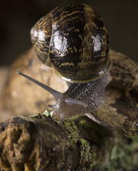Snail sliding on a branch