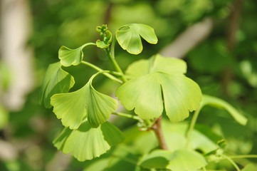 Ginkgo, Baum, Ginkgo biloba, Baum des Jahrtausends, Blätter, Tempelbaum, Heilpflanze