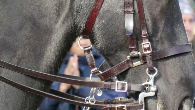 Close up look of the horse of the palace. Each guard in the Buckingham Palace has its own horse 