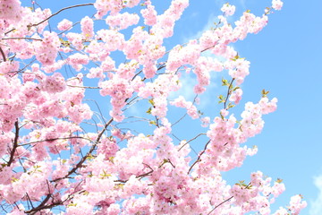 cherry blossom / cherry tree