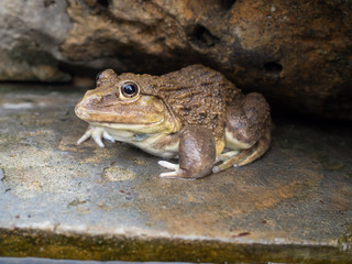 Closeup of Asian River Frog