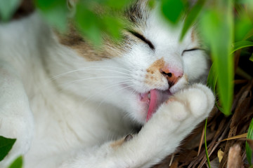 前脚を舐めてリラックスするのらねこ