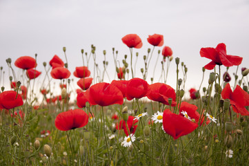 meadow with poppy and camomile