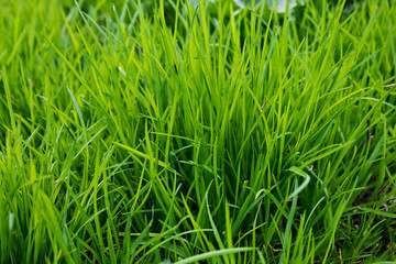 Fototapeta na wymiar Horizontal background Fresh green grass closeup