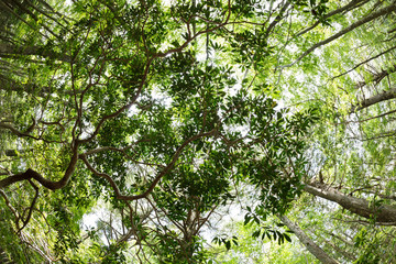 森を見上げて #4