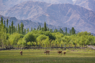 Cows pond in front of Shey Palace in Leh Ladakh.