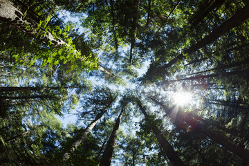 森を見上げて #8