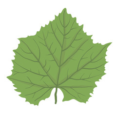 Green leaf of plant, vector illustration