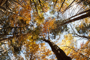 森を見上げて #10