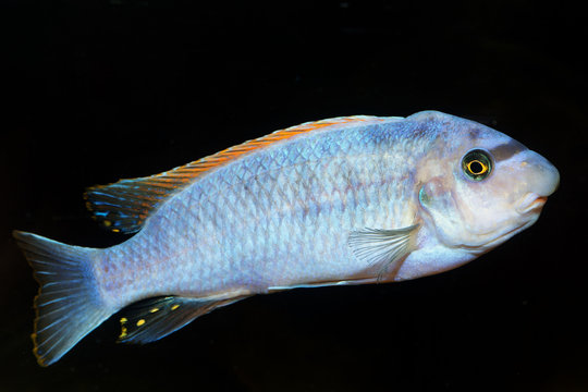 Blue cichlid fish