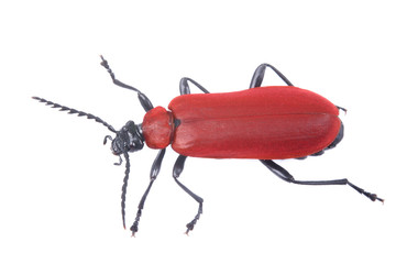 Red beetle