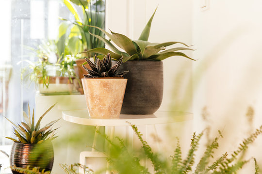 Different agaves and plants in flower pots