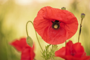 Obraz premium Mohn - immer wieder eine Schönheit