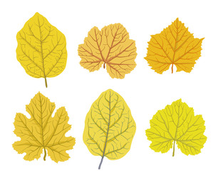 Naklejka na ściany i meble Autumn leaves of trees, vector illustrations set