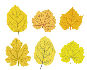 Autumn leaves of trees, vector illustrations set