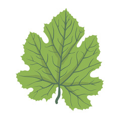 Green leaf of tree, vector illustration