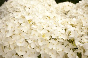 white hydrangea as a background