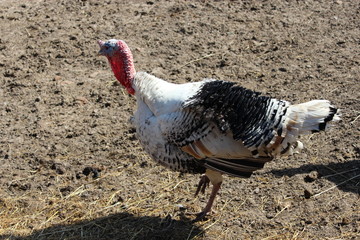 turkey in the village