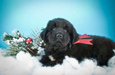 Christmas Puppy