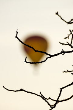 Twigs in front of blurred air balloon