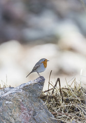 erithacus rubecula, robin