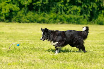 Hund spielt Ball