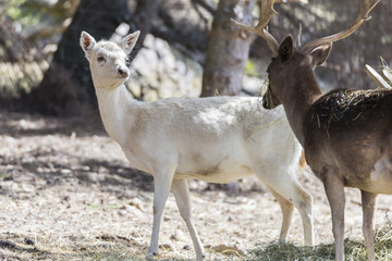 portrait of a young deer