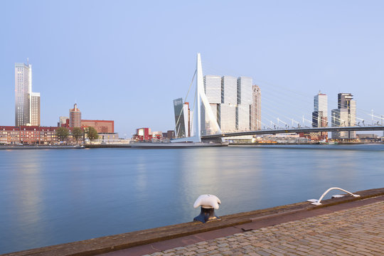 Netherlands, County of Holland, Rotterdam, Kop van Zuid, View to Erasmus bridge and the skyline in the evening
