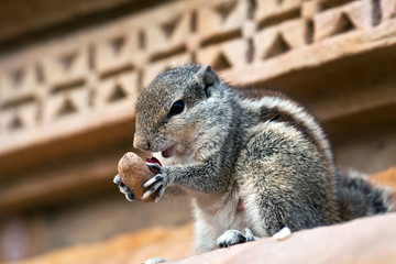 Chipmunk with peanut close up