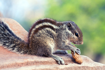 Chipmunk