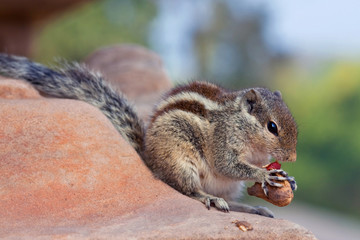 Chipmunk close up on blurred background