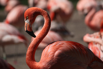 Obraz premium Caribbean flamingo (Phoenicopterus ruber)