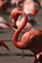 Obraz premium Caribbean flamingo (Phoenicopterus ruber)