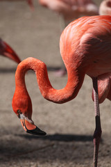 Caribbean flamingo (Phoenicopterus ruber)
