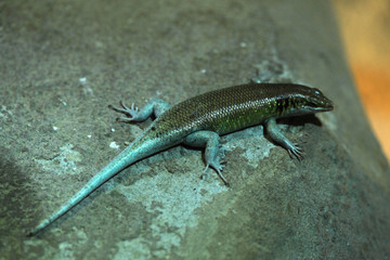 Rainbow mabuya (Trachylepis margaritifera)
