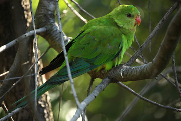 Scaly-breasted lorikeet (Trichoglossus chlorolepidotus)