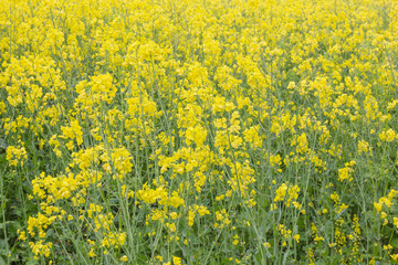 Rapsfeld in voller Blüte